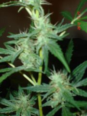 ROYAL AUTO FEMINIZED EMBASSADO