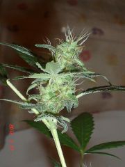 ROYAL AUTO FEMINIZED3