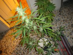 ROYAL AUTO FEMINIZED8