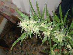 ROYAL AUTO FEMINIZED0