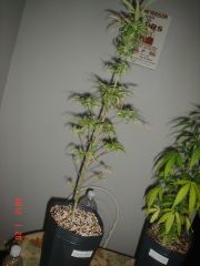 SKUNK#1 DE LONGE