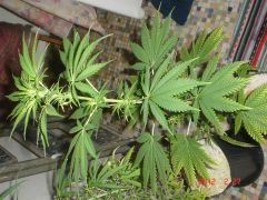 BIG BANG FEMINIZED