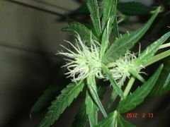 BUD ROYAL