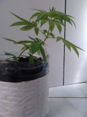 Super (Skunk 35 dias de Vegetativo)