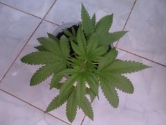 Super (Skunk 35 dias de Vegetativo)