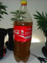 25jan Cha coca