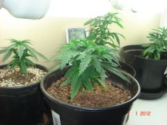 07jan grow