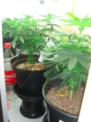 25jan grow geral