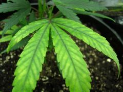 Magnesium Deficiency Marijuana