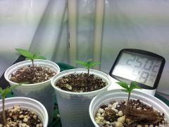 Plantinhas no copo de 200ml.