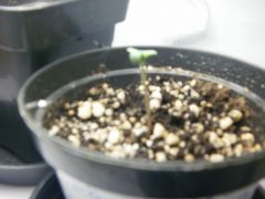 Seed #3