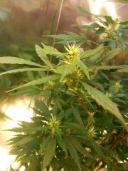 baianaparaguaia - bud3