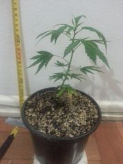Clone Paraguaia #2