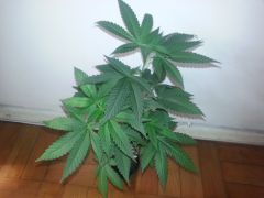 20130729 214108
