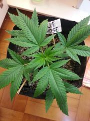 Blue Cheese - visão de cima