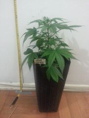 Blue Cheese