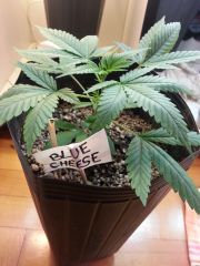 Blue Cheese