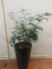 Clone Paraguaia #1