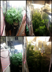 Grow VerdeGaia