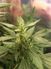 Bud
