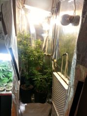 Zoom Grow Flora