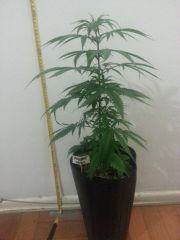Tangerine Dream