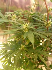 baianaparaguaia - bud4