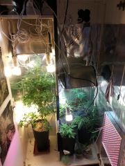 Grow Verdegaia