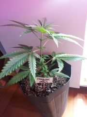 Tangerine Dream