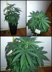 Blue Cheese