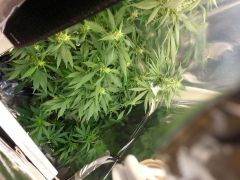 Visão do Grow Flora quase fechado