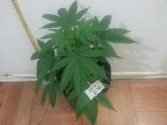 Blue Cheese