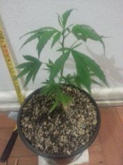 Clone Paraguaia #2
