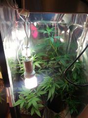 Grow Verdegaia - Zoom Vega
