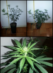 Paraguaia - Clone #1