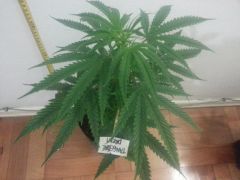 Tangerine Dream