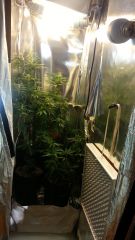 Zoom Grow Flora