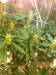 baianaparaguaia - bud2