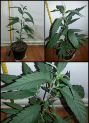 Paraguaia - Clone #2