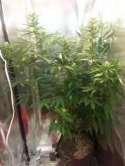 Grow Flora - Paraguaia