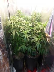 Grow Flora - Paraguaia no fundo, Tangerine Dream (esquerda) e Blue Cheese (direita)
