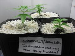 Free Sativa