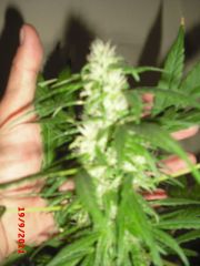 Top Bud Paraguay