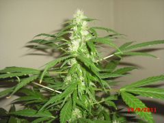 Top Bud Paraguay