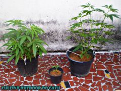 Grow Outdoor