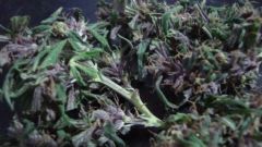 bud purple 1 dutch passion