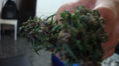 bud purple 1