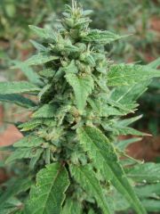 (Sativa X Og Kush) X Blackdawg B   2012.04.24 (Top Bud)