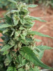 (Sativa X Og Kush) X Blackdawg A   2012.04.24 (Top Bud)