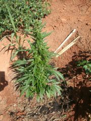 (Sativa X Og Kush) X Blackdawg C   2012.04.01